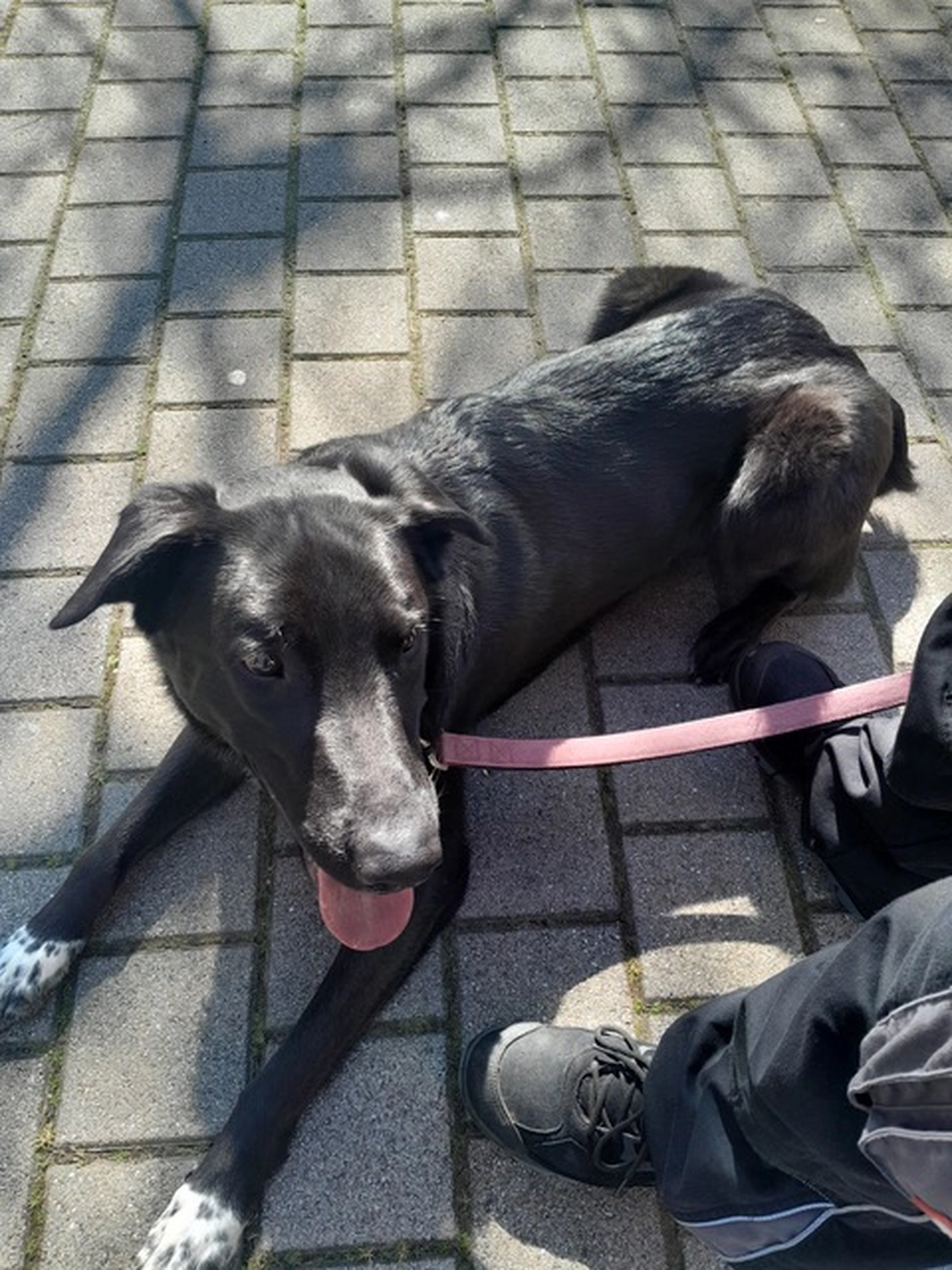 Hund von Tierschutzverein Pforzheim und Umgebung e.V