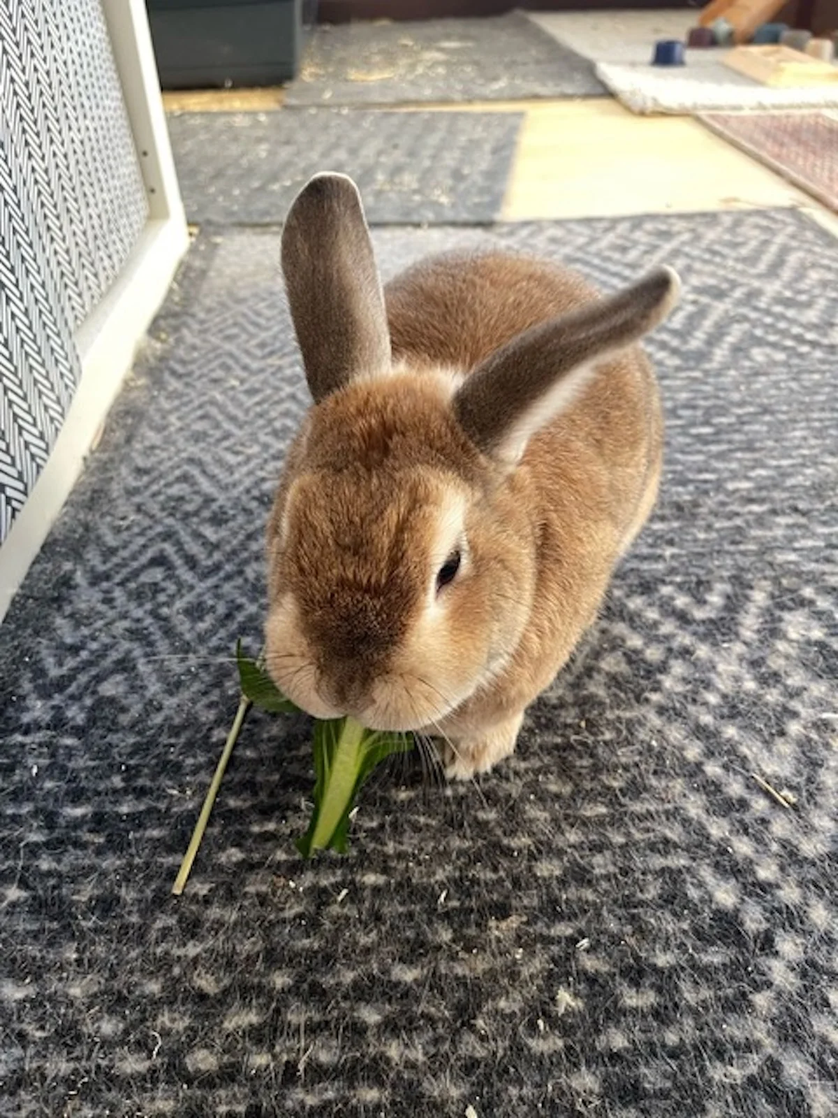 Hund von Tierschutzverein Pforzheim und Umgebung e.V