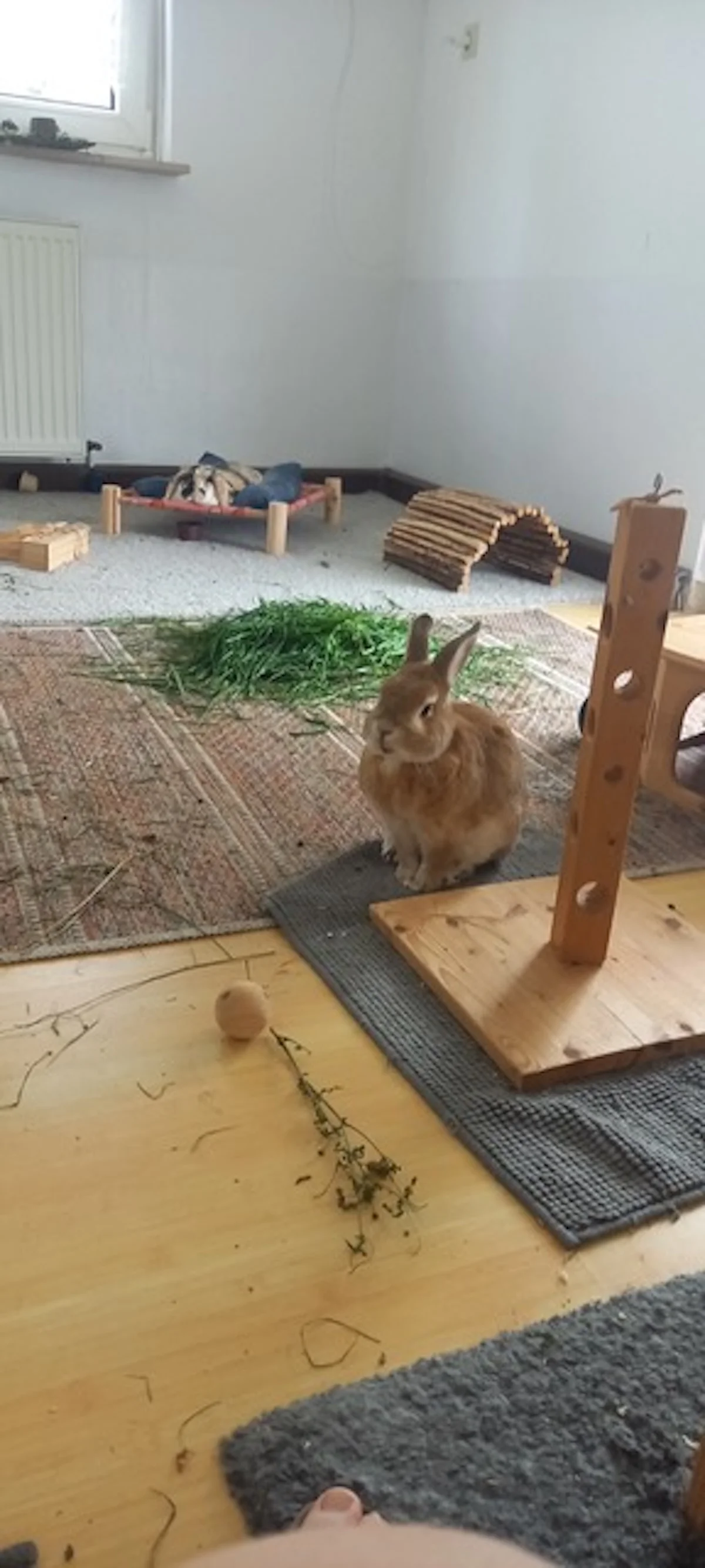 Hund von Tierschutzverein Pforzheim und Umgebung e.V