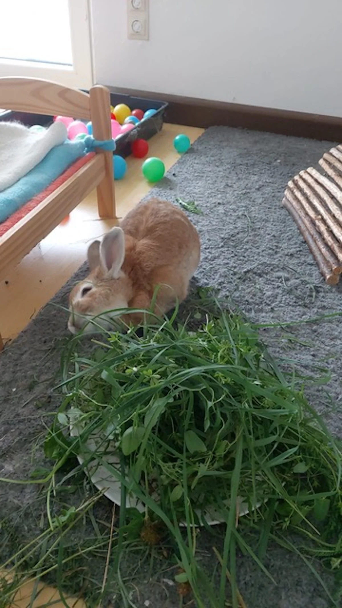 Hund von Tierschutzverein Pforzheim und Umgebung e.V