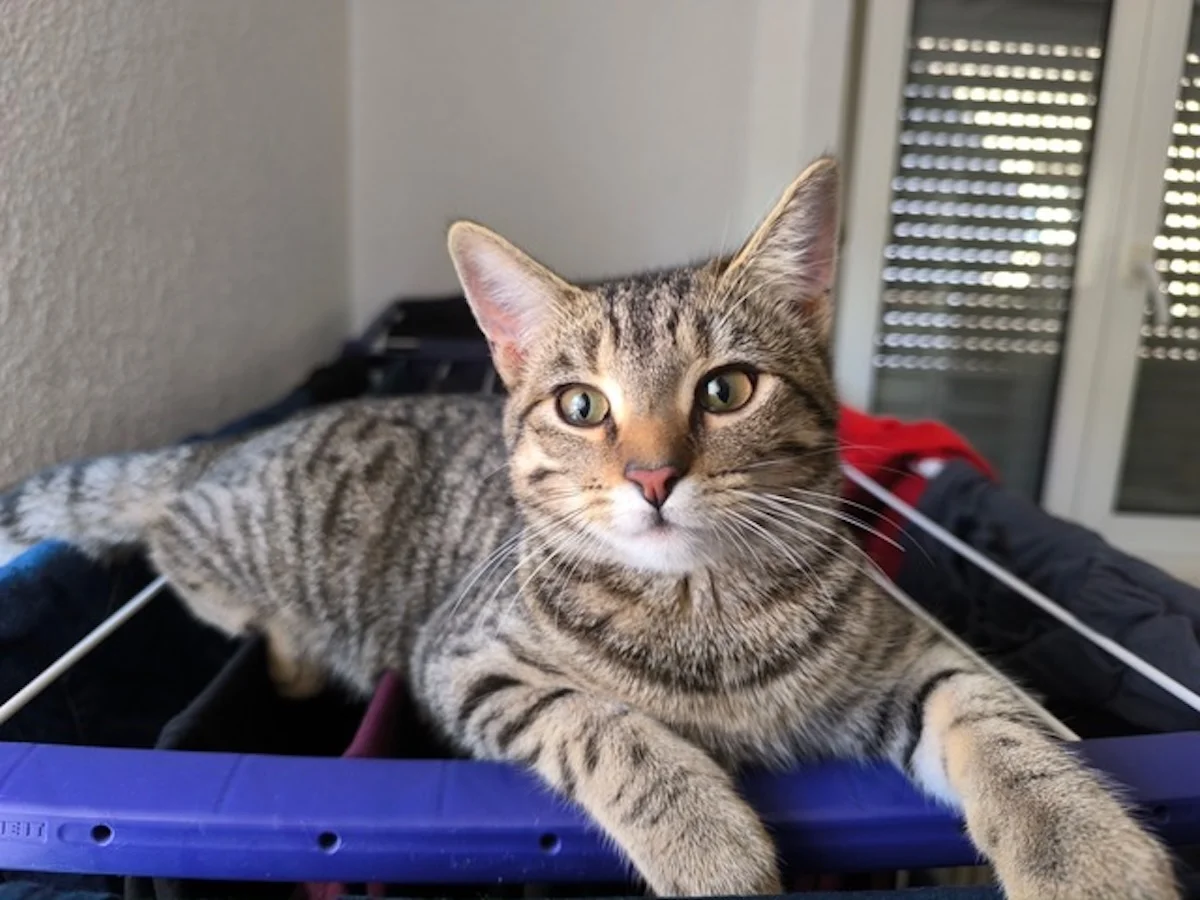 Hund von Tierschutzverein Pforzheim und Umgebung e.V