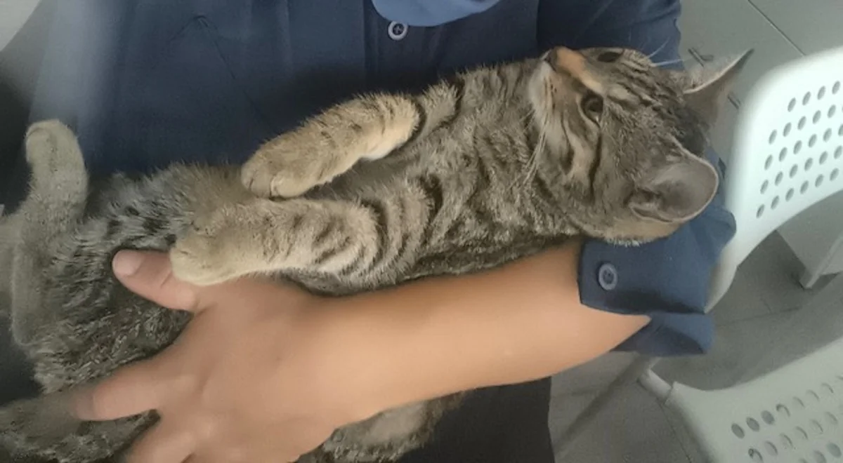 Hund von Tierschutzverein Pforzheim und Umgebung e.V