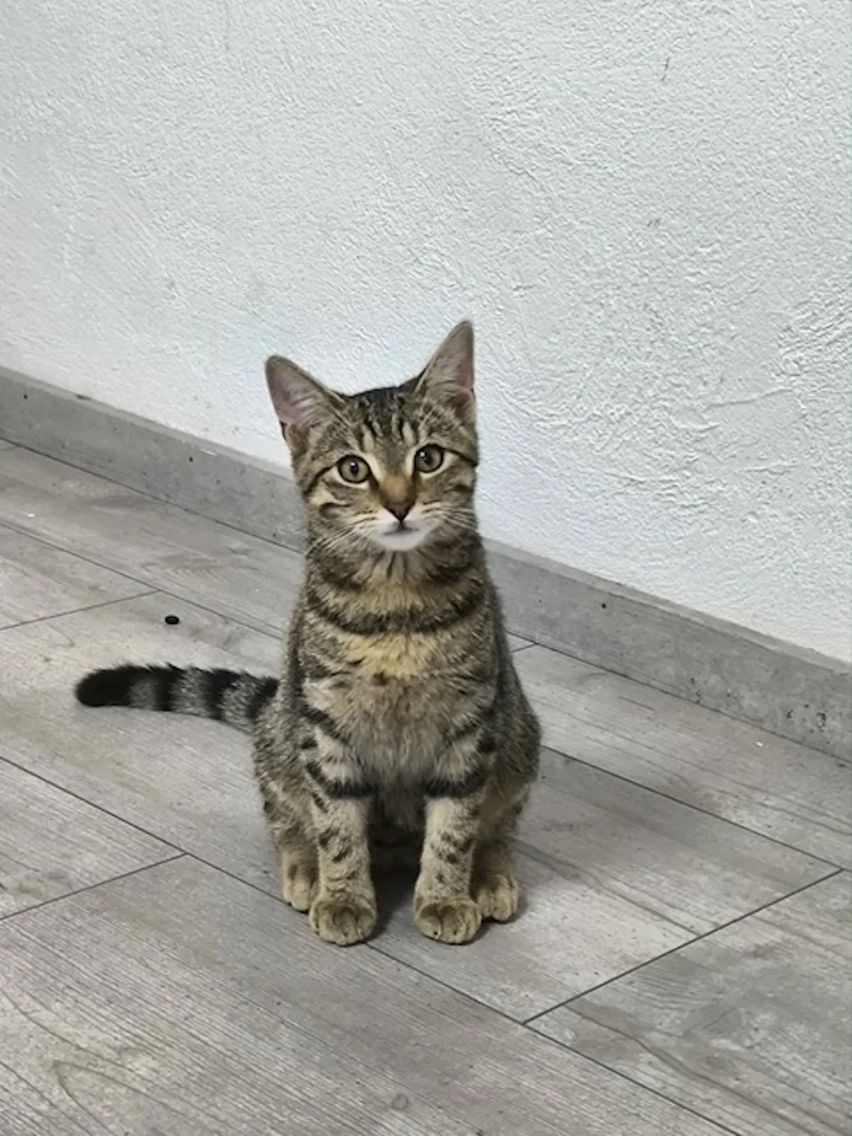 Hund von Tierschutzverein Pforzheim und Umgebung e.V