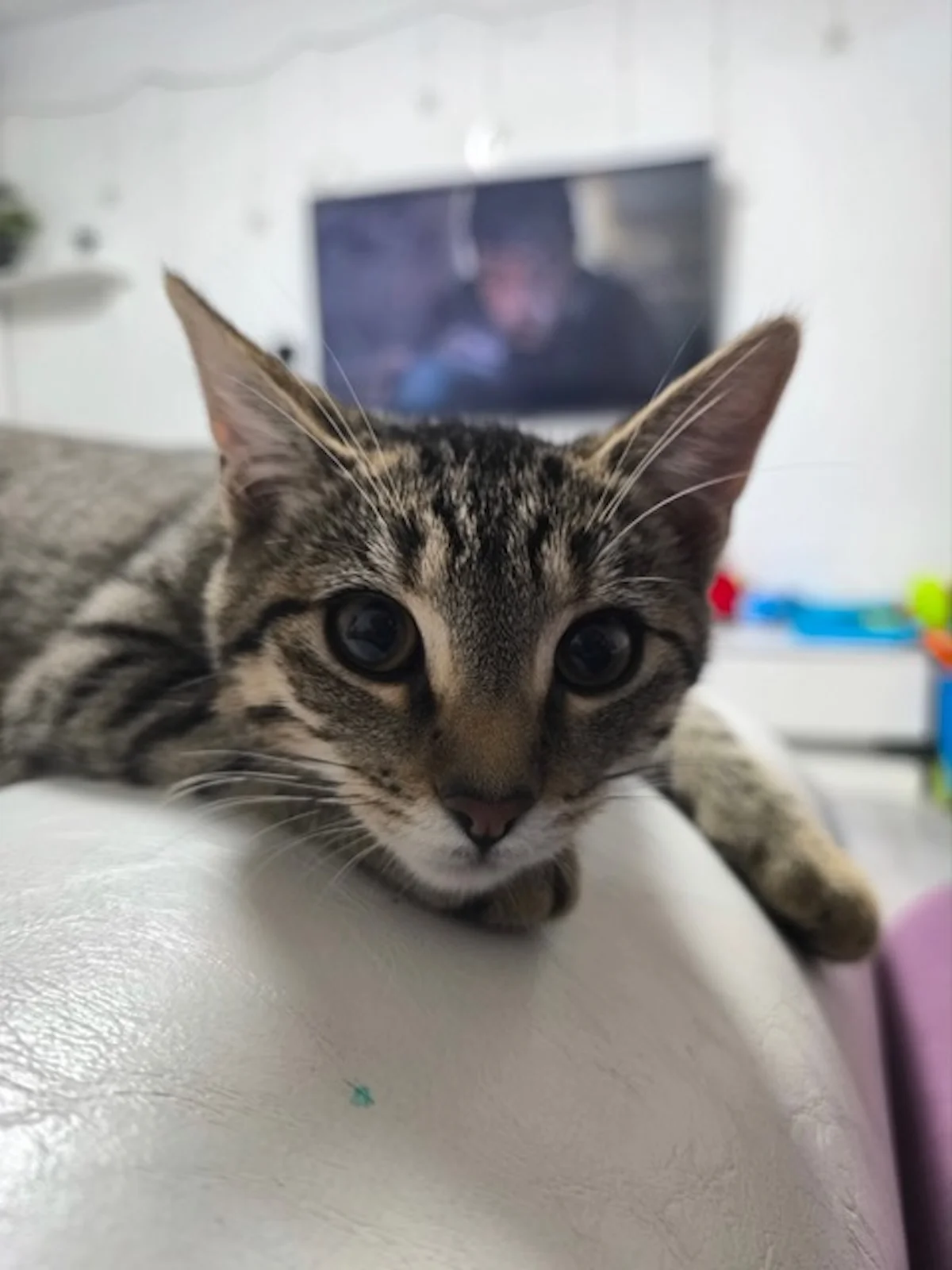 Hund von Tierschutzverein Pforzheim und Umgebung e.V