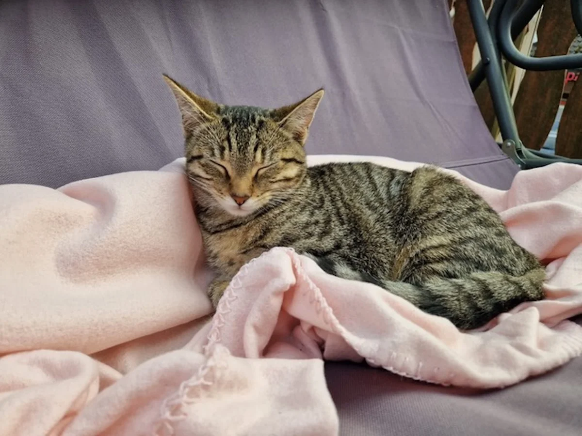 Hund von Tierschutzverein Pforzheim und Umgebung e.V