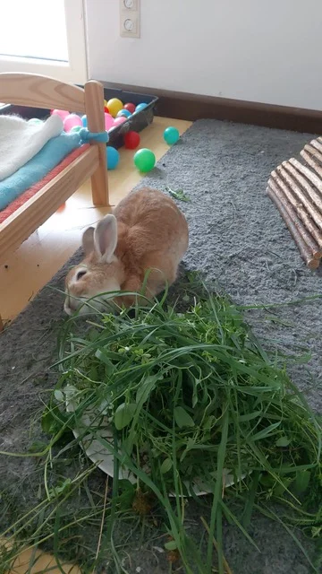 Hund von Tierschutzverein Pforzheim und Umgebung e.V