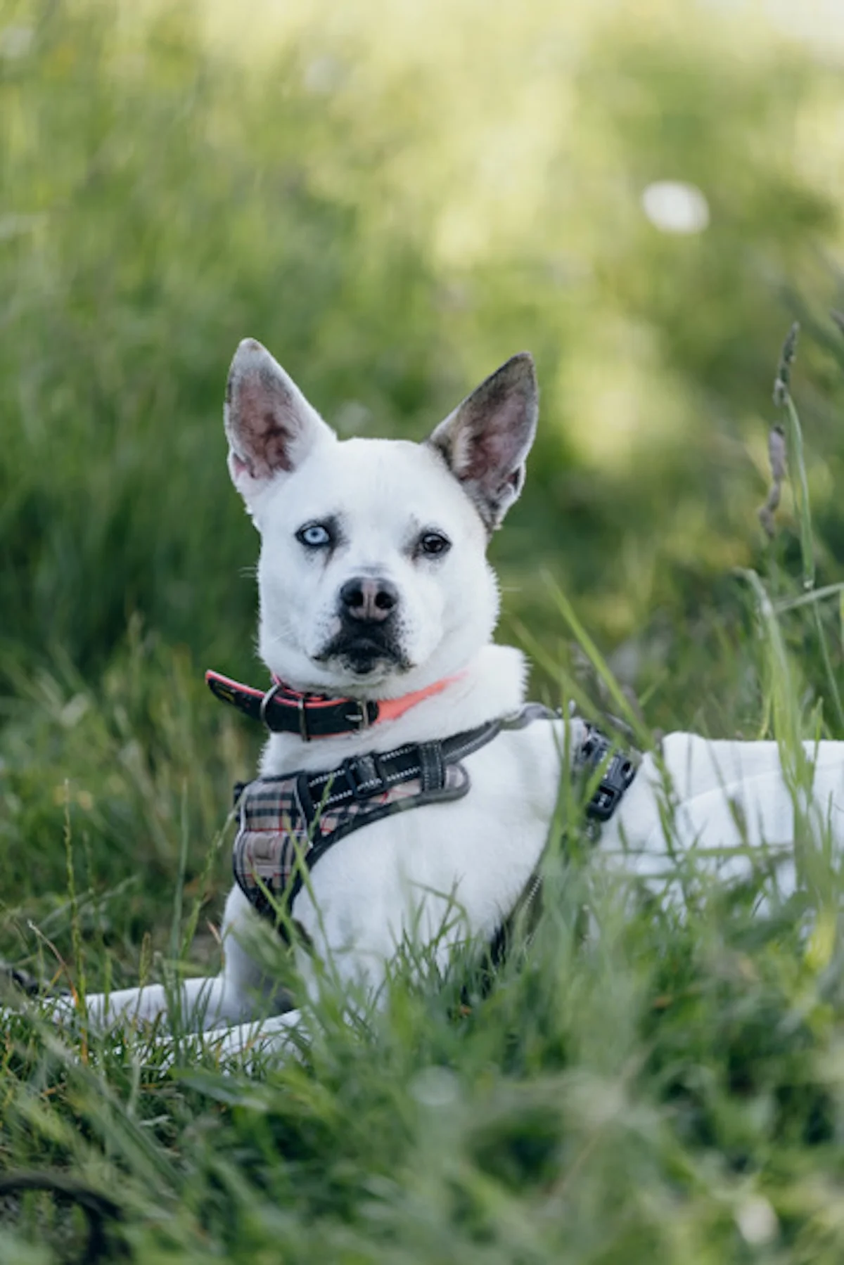 Hündinnen von Tierschutzverein Pforzheim und Umgebung e.V