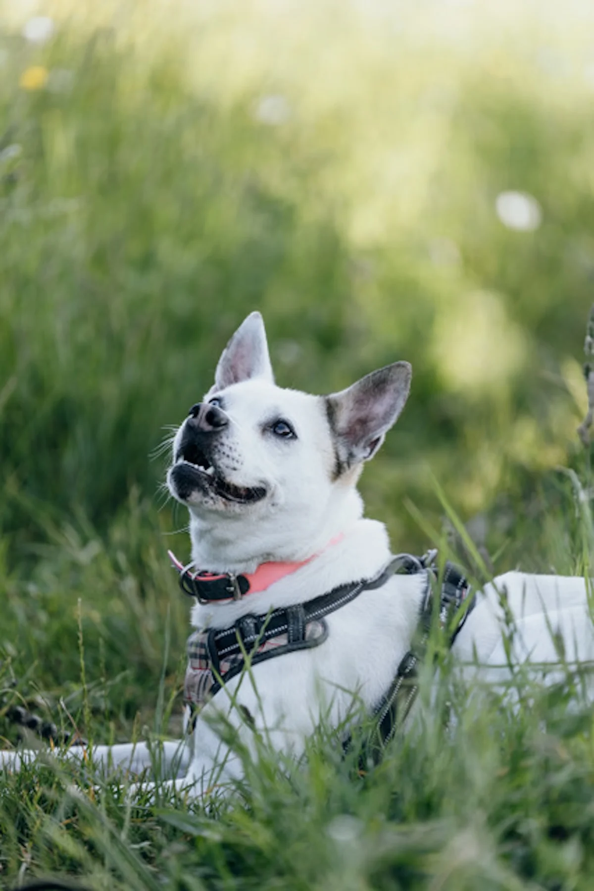 Hündinnen von Tierschutzverein Pforzheim und Umgebung e.V