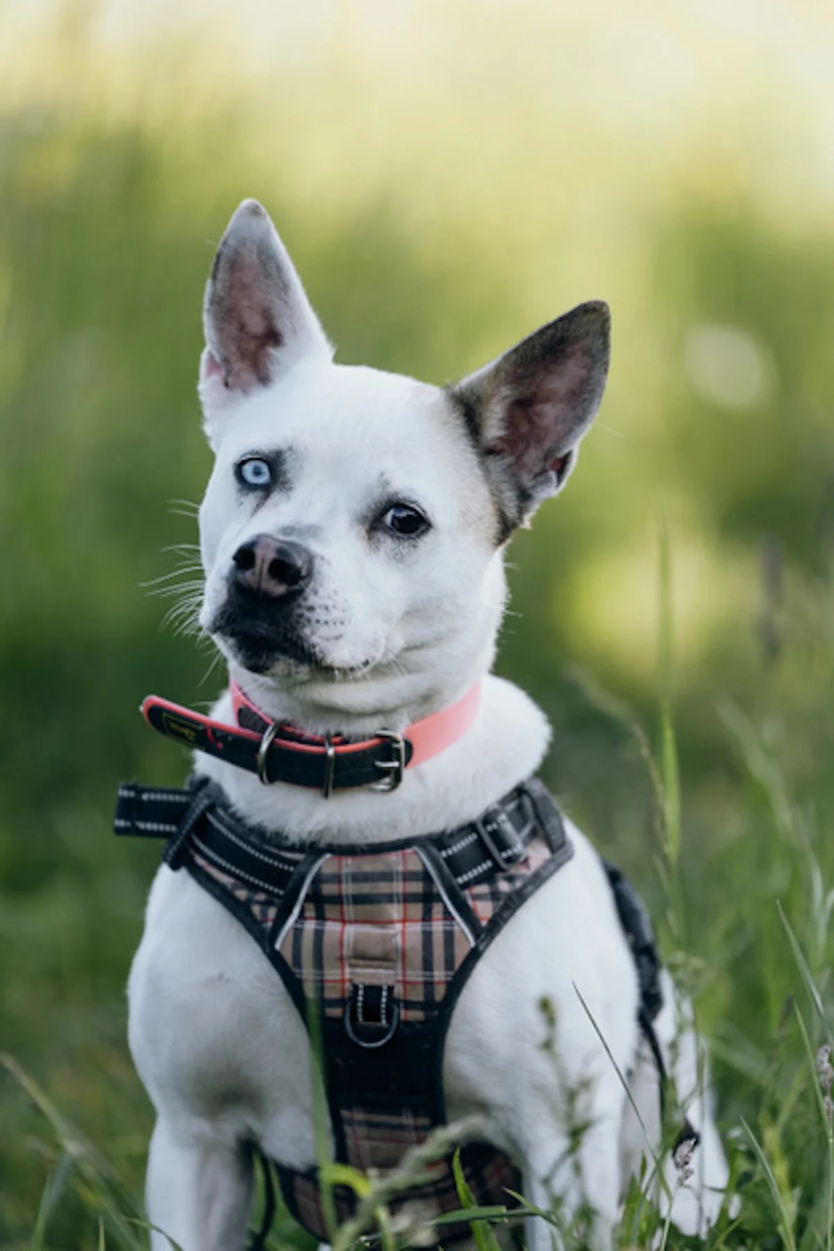 Hündinnen von Tierschutzverein Pforzheim und Umgebung e.V