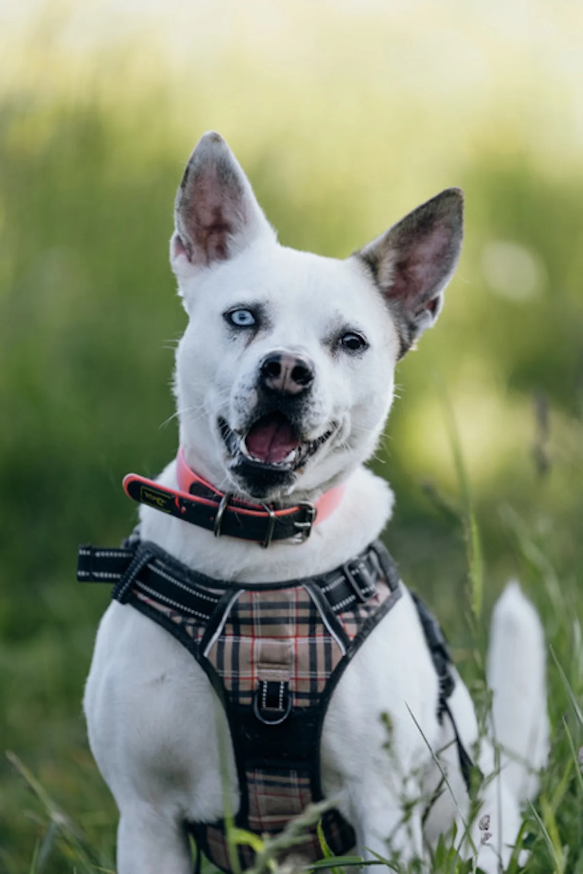 Hündinnen von Tierschutzverein Pforzheim und Umgebung e.V