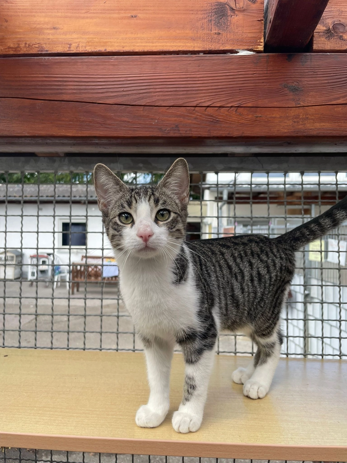 Katze von Tierschutzverein Pforzheim und Umgebung e.V