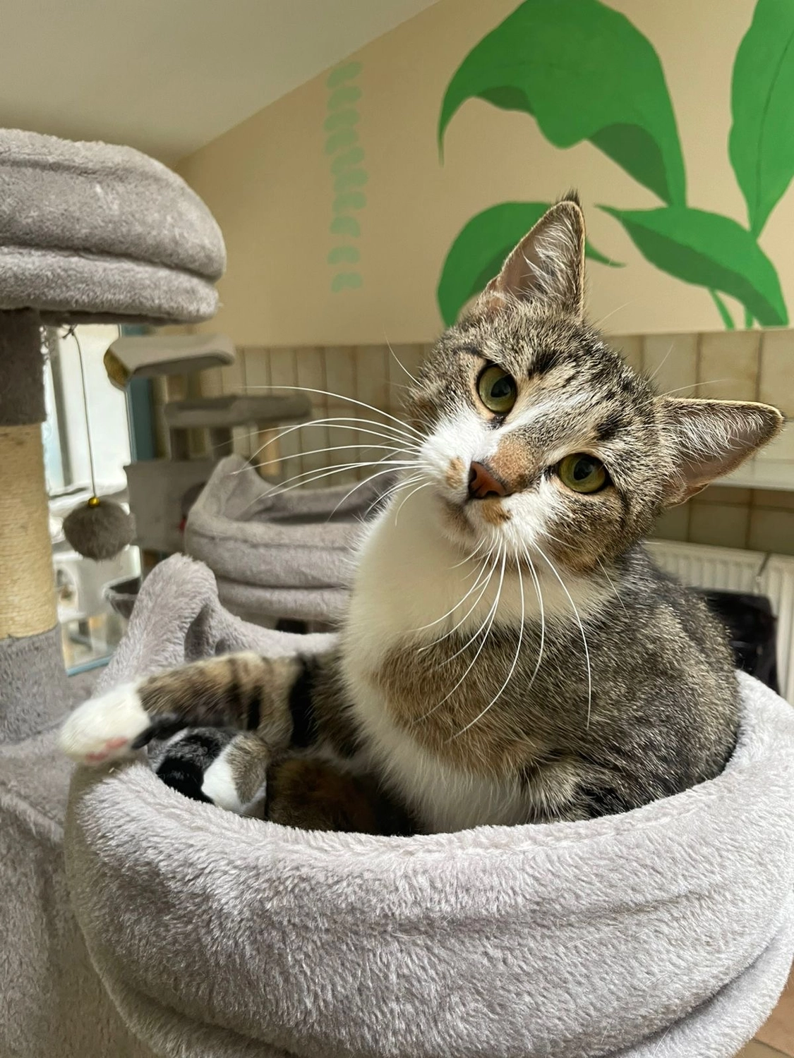 Katze von Tierschutzverein Pforzheim und Umgebung e.V