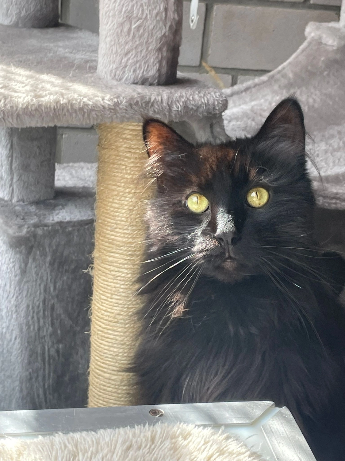 Katze von Tierschutzverein Pforzheim und Umgebung e.V