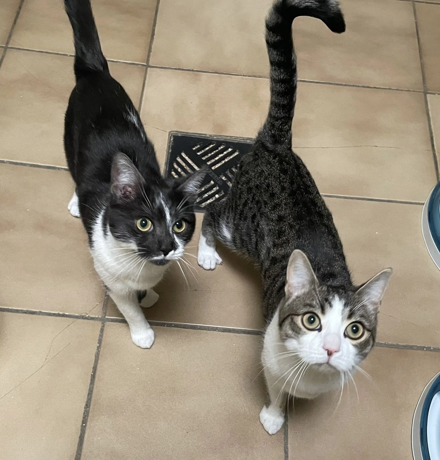 Hündinnen von Tierschutzverein Pforzheim und Umgebung e.V