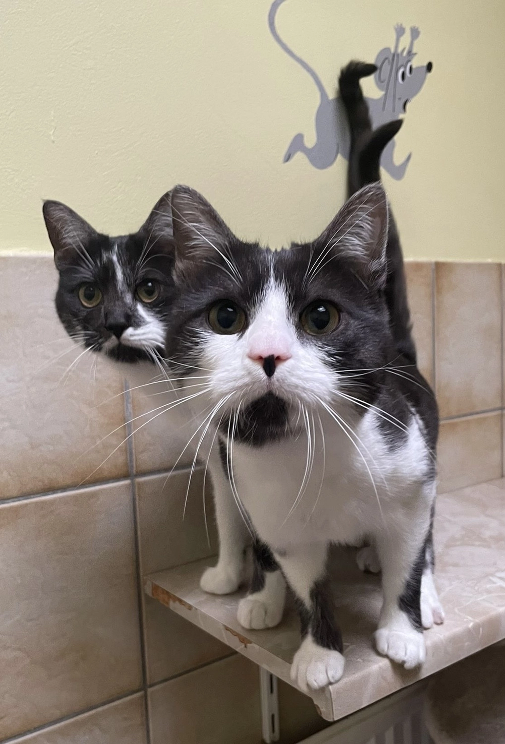 Hündinnen von Tierschutzverein Pforzheim und Umgebung e.V