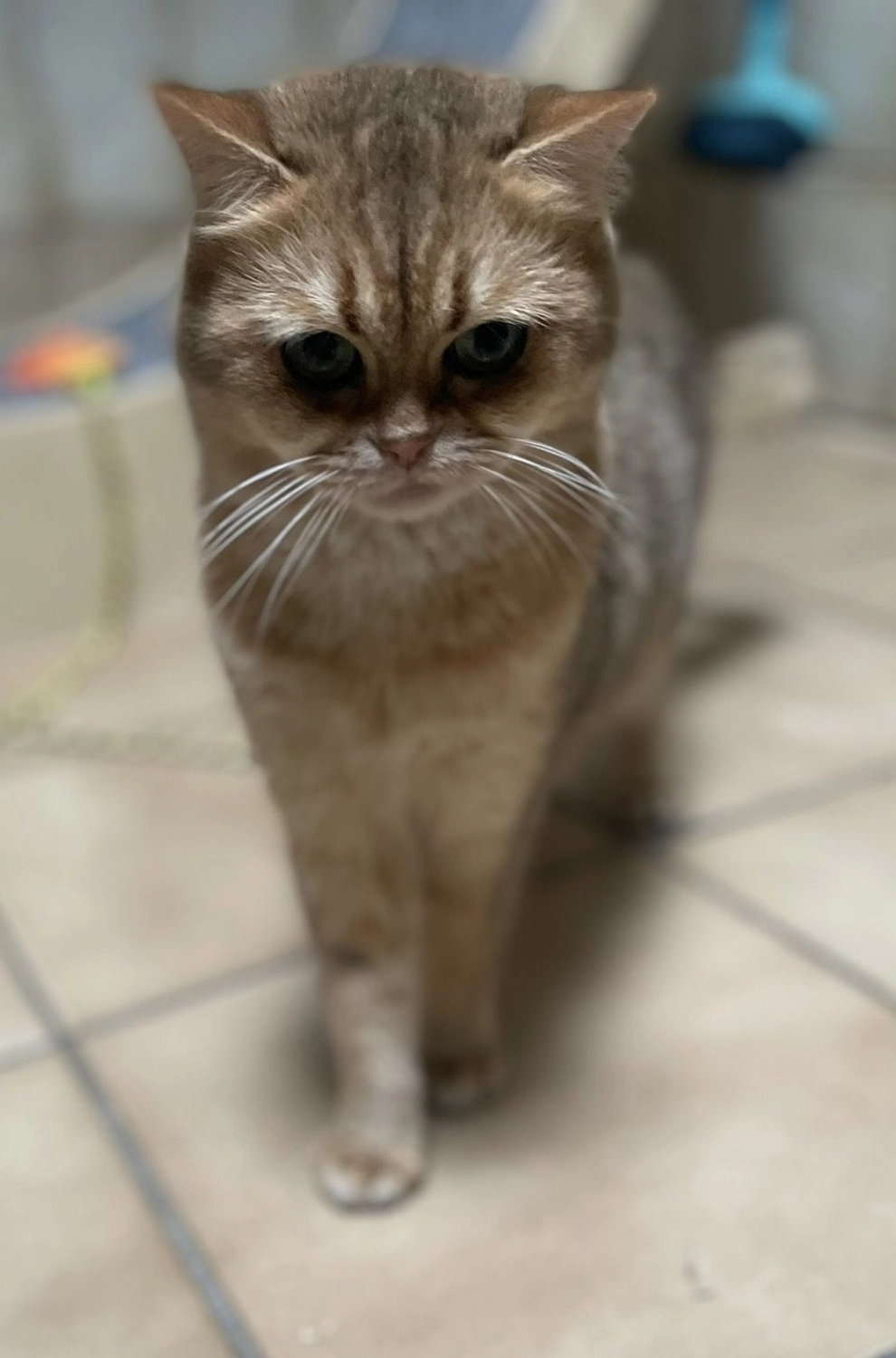 Katze von Tierschutzverein Pforzheim und Umgebung e.V