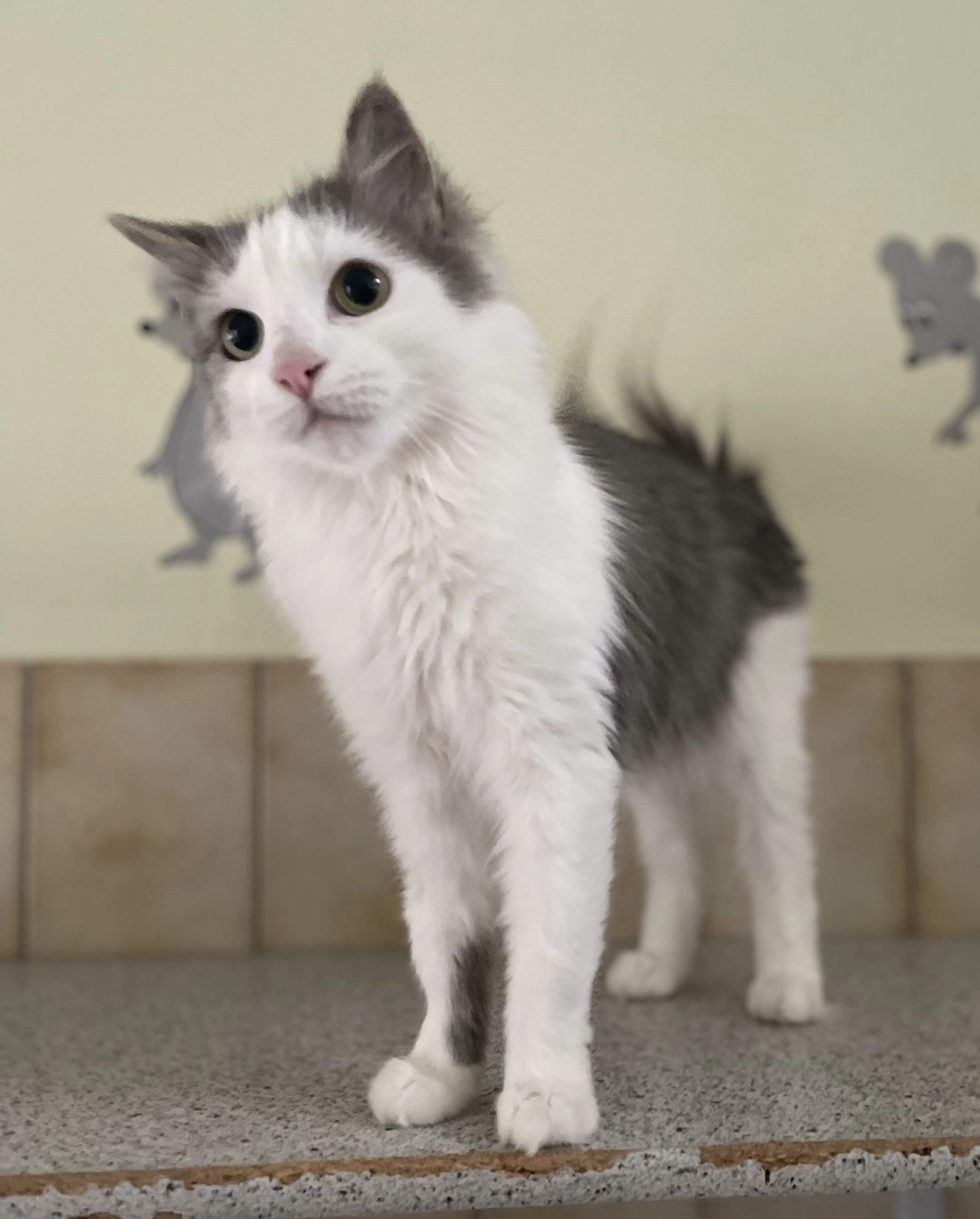 Katze von Tierschutzverein Pforzheim und Umgebung e.V