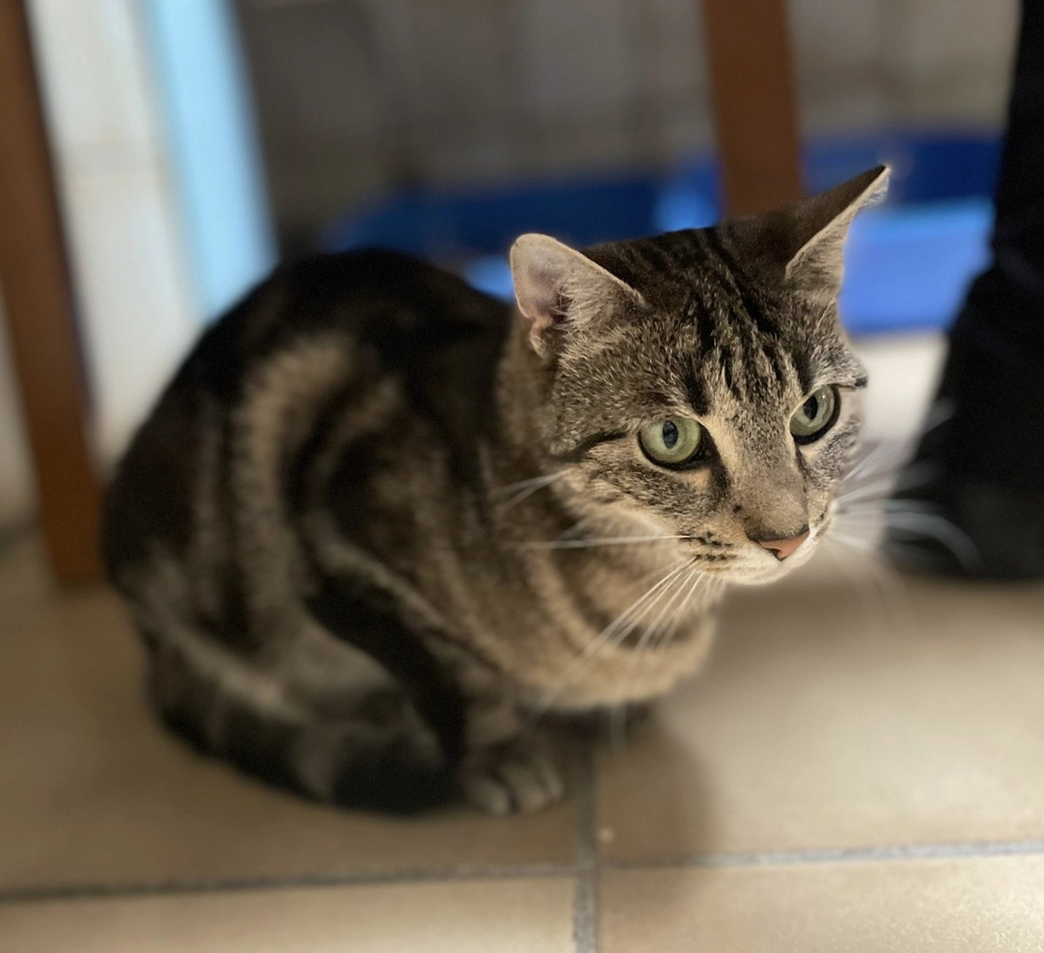 Katze von Tierschutzverein Pforzheim und Umgebung e.V