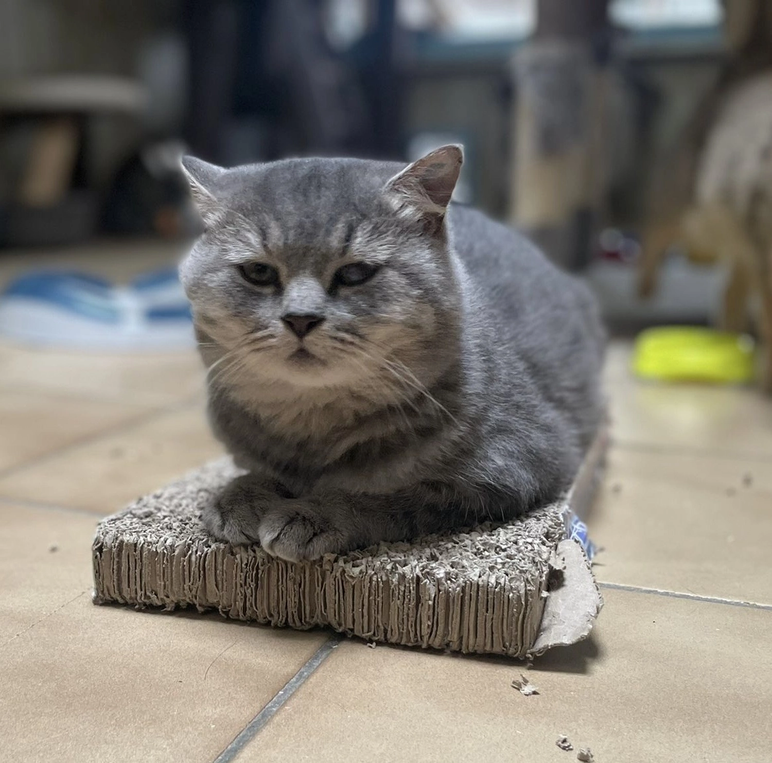 Katze von Tierschutzverein Pforzheim und Umgebung e.V