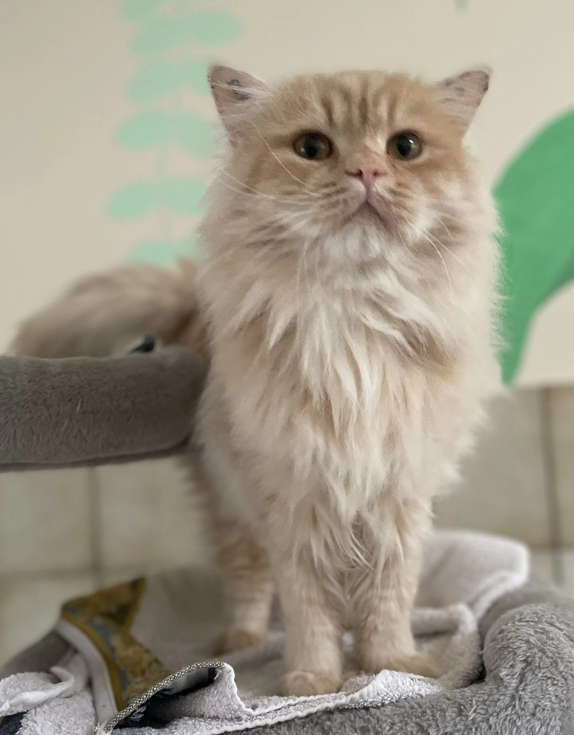 Katze von Tierschutzverein Pforzheim und Umgebung e.V