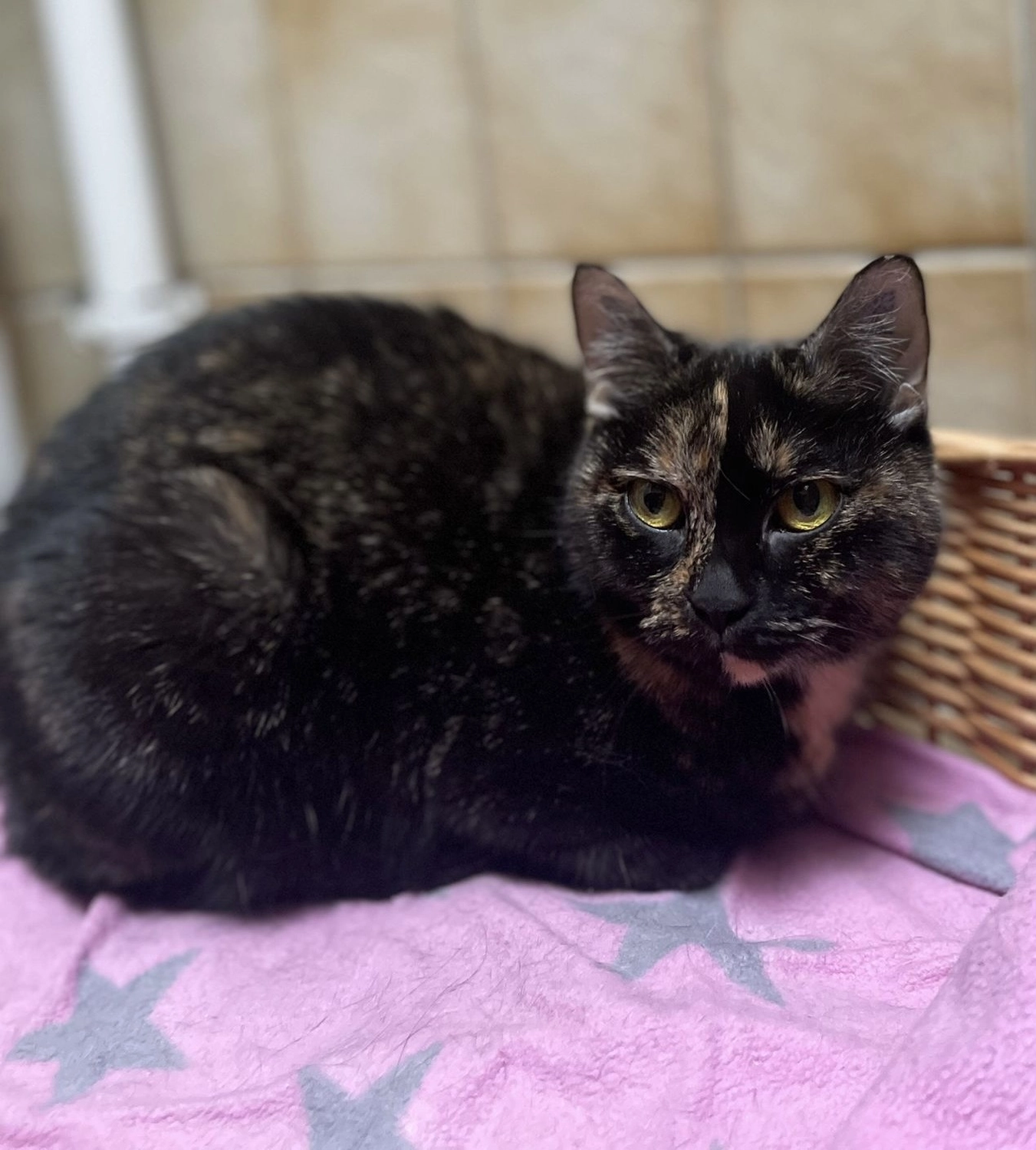 Katze von Tierschutzverein Pforzheim und Umgebung e.V