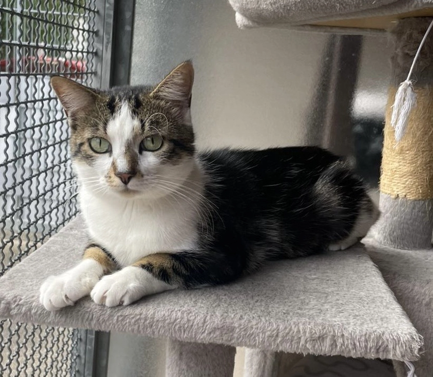 Katze von Tierschutzverein Pforzheim und Umgebung e.V