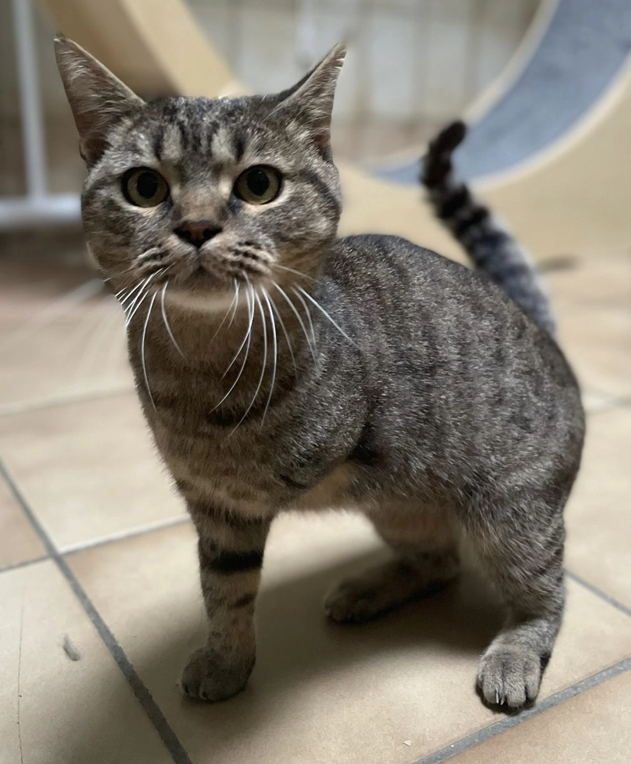 Katze von Tierschutzverein Pforzheim und Umgebung e.V