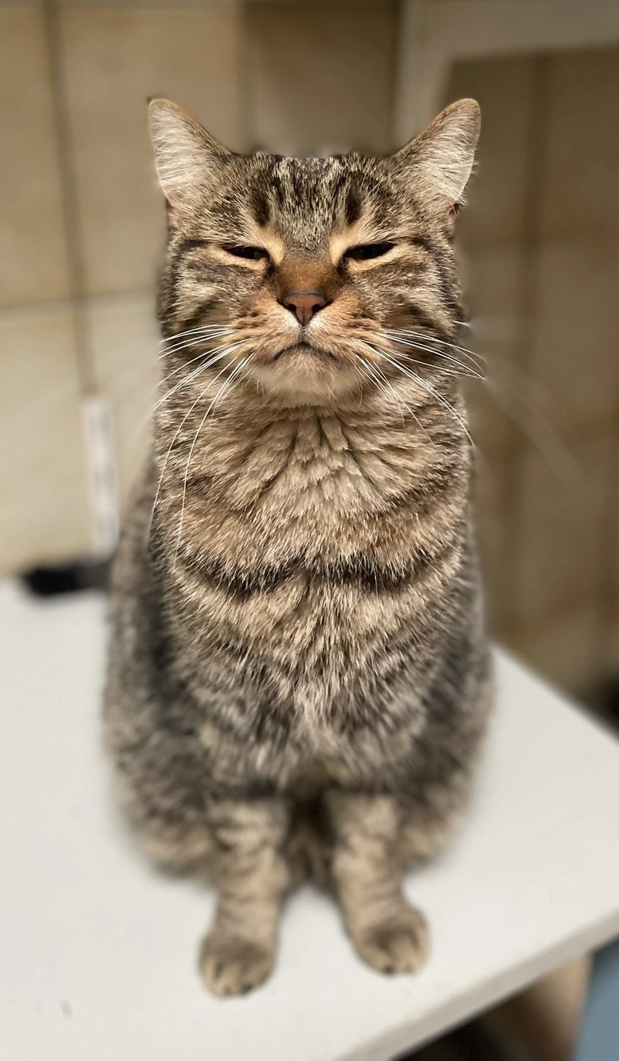 Katze von Tierschutzverein Pforzheim und Umgebung e.V