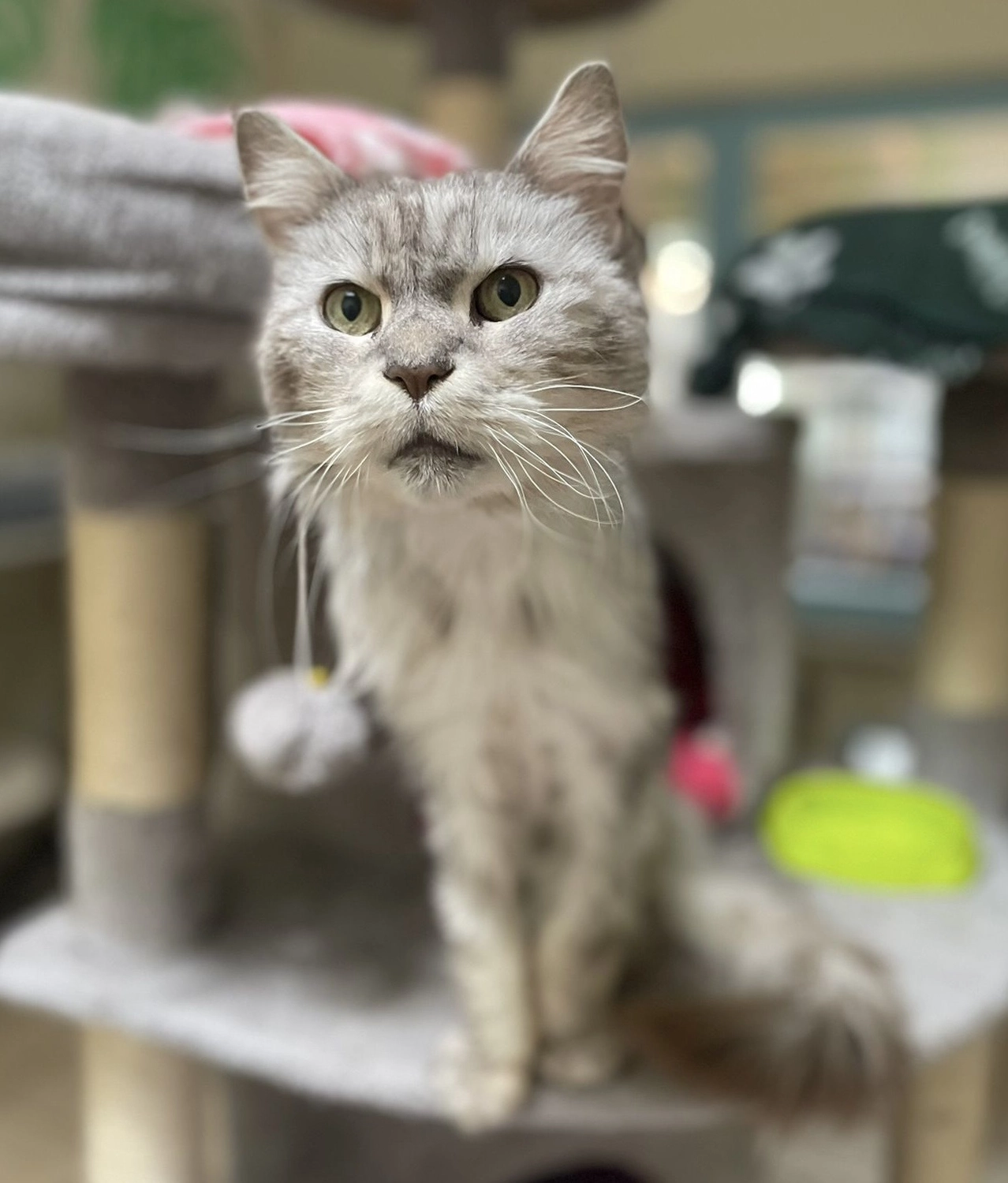 Katze von Tierschutzverein Pforzheim und Umgebung e.V