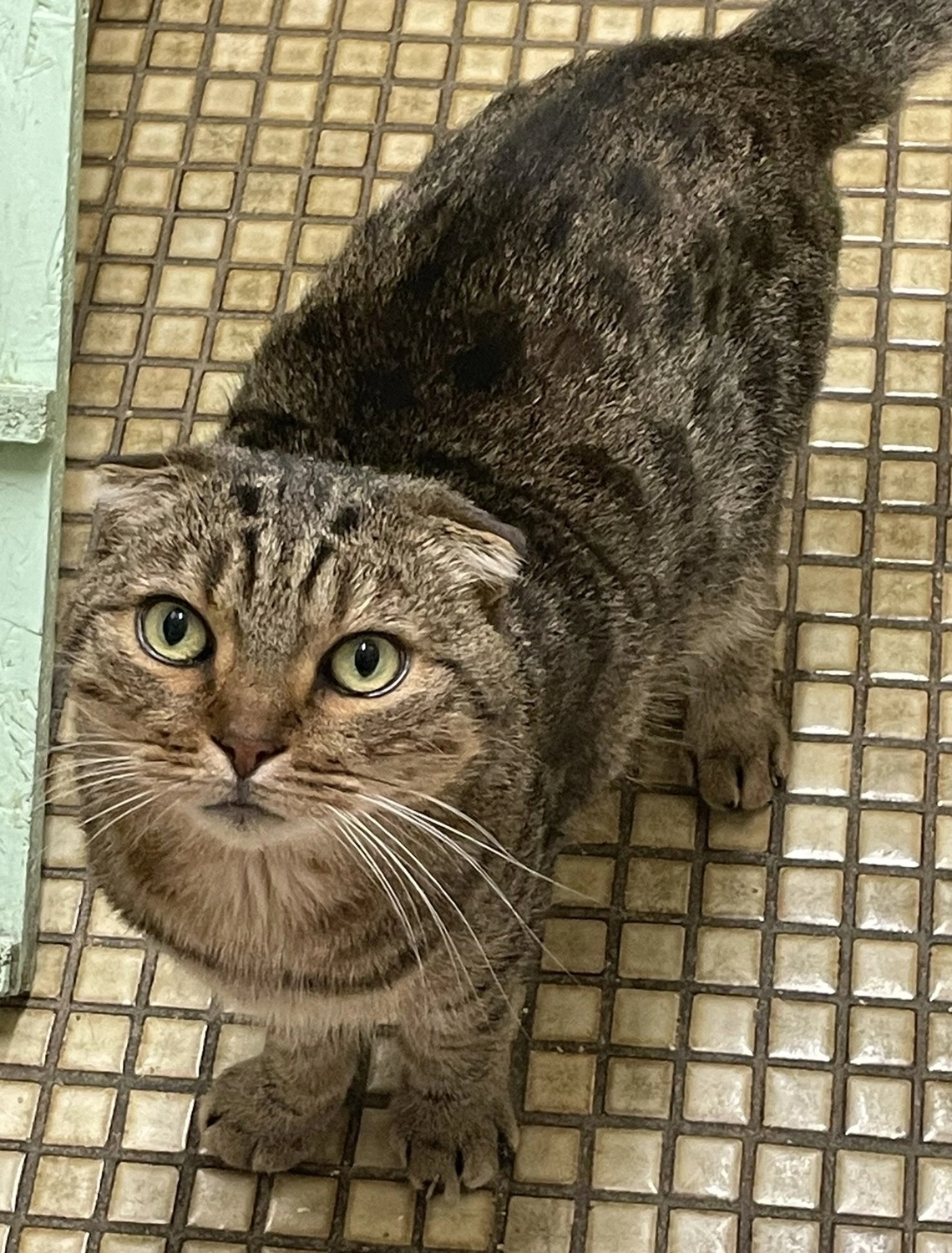 Katze von Tierschutzverein Pforzheim und Umgebung e.V