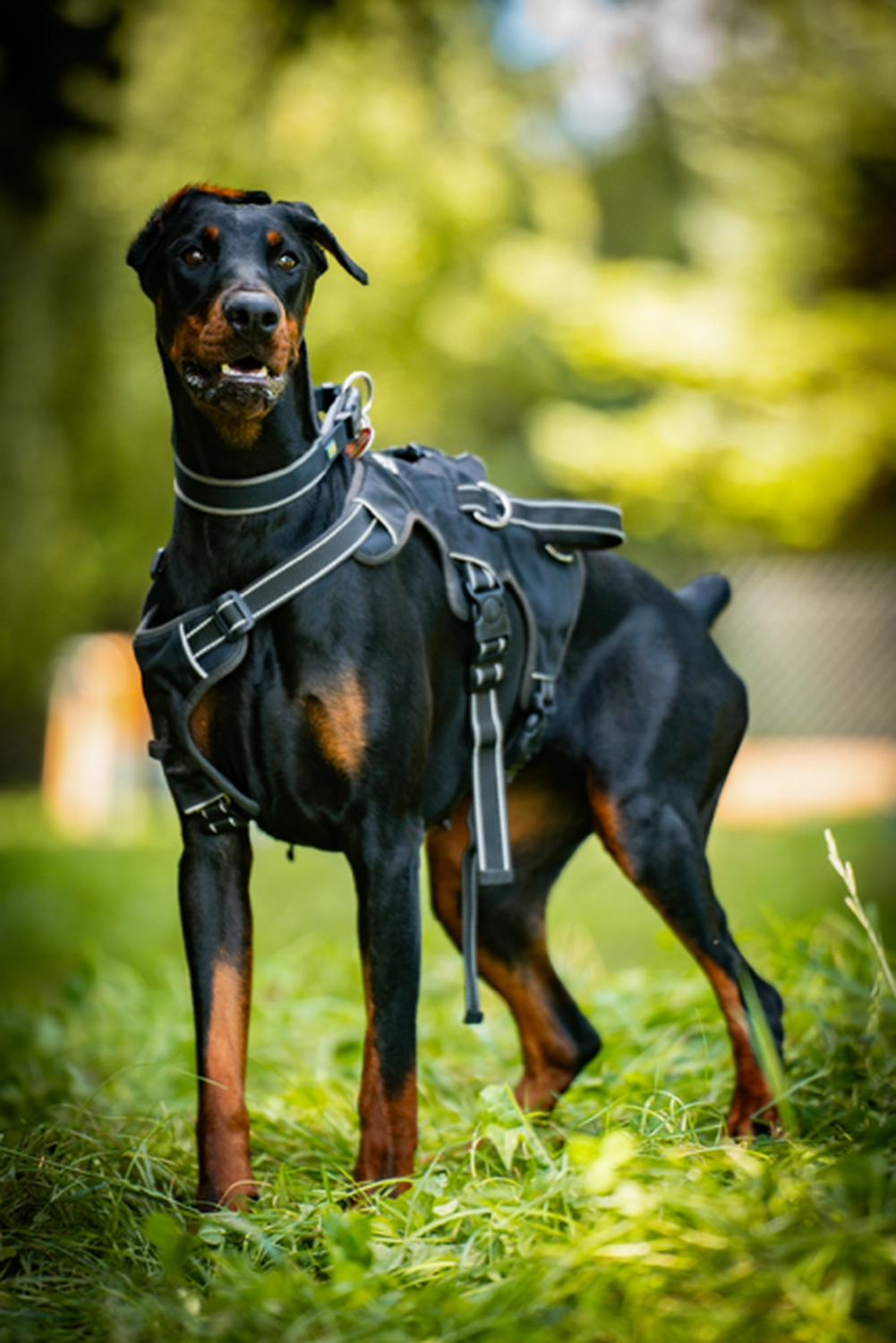Hündinnen von Tierschutzverein Pforzheim und Umgebung e.V