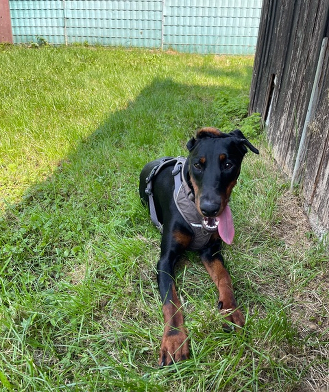 Hündinnen von Tierschutzverein Pforzheim und Umgebung e.V