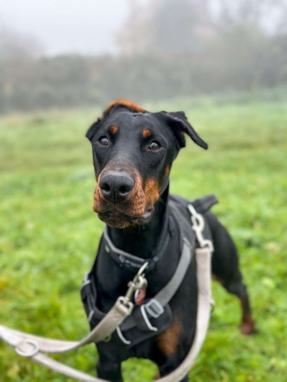 Hündinnen von Tierschutzverein Pforzheim und Umgebung e.V