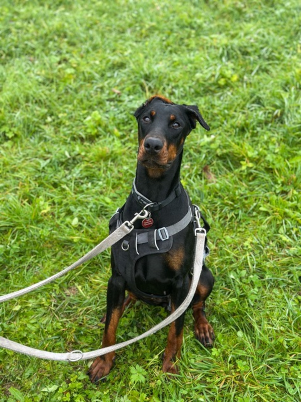 Hündinnen von Tierschutzverein Pforzheim und Umgebung e.V