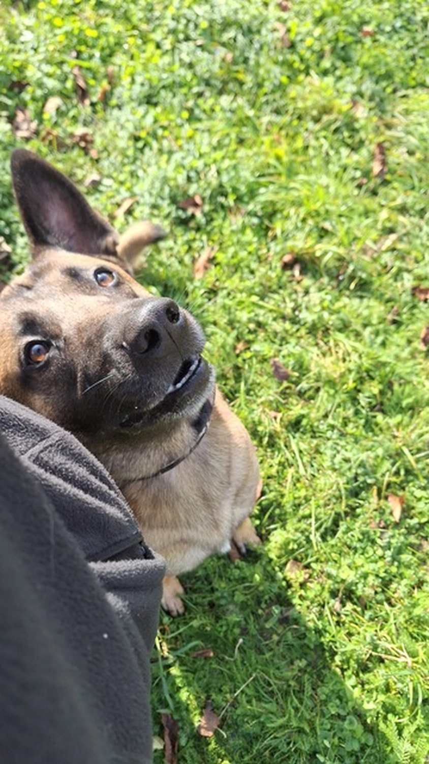 Hund von Tierschutzverein Pforzheim und Umgebung e.V