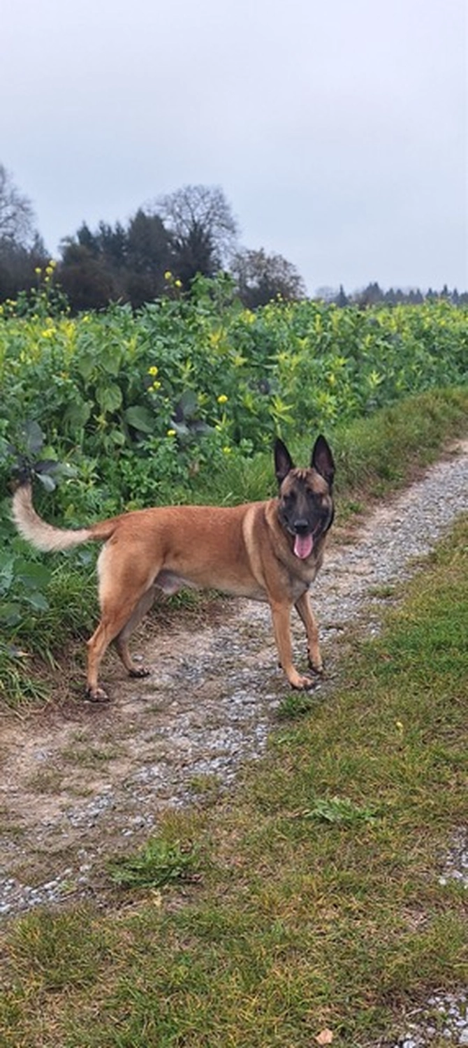 Hund von Tierschutzverein Pforzheim und Umgebung e.V