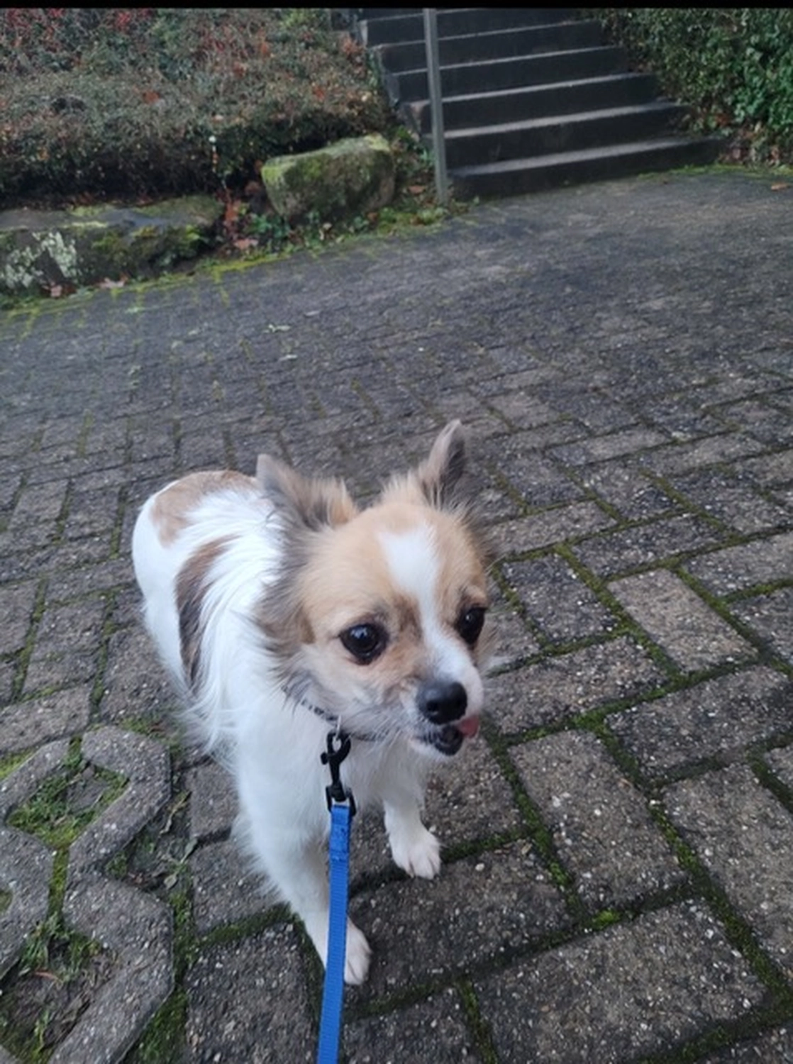 Hund von Tierschutzverein Pforzheim und Umgebung e.V