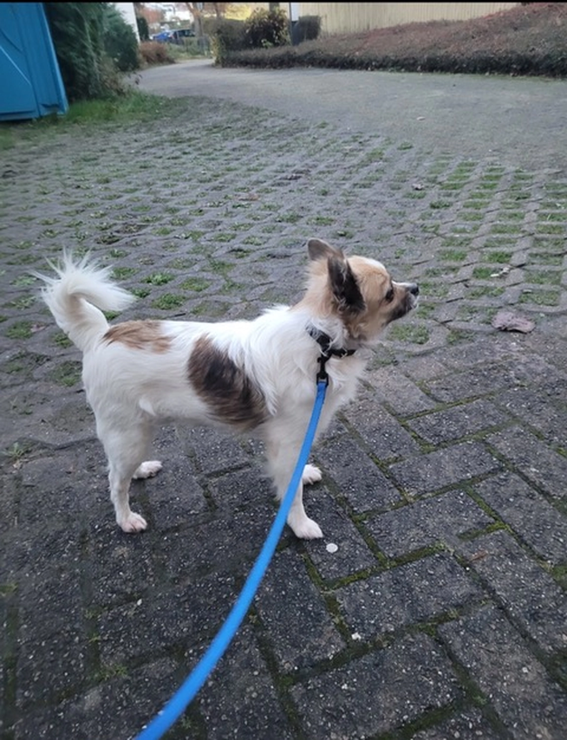 Hund von Tierschutzverein Pforzheim und Umgebung e.V