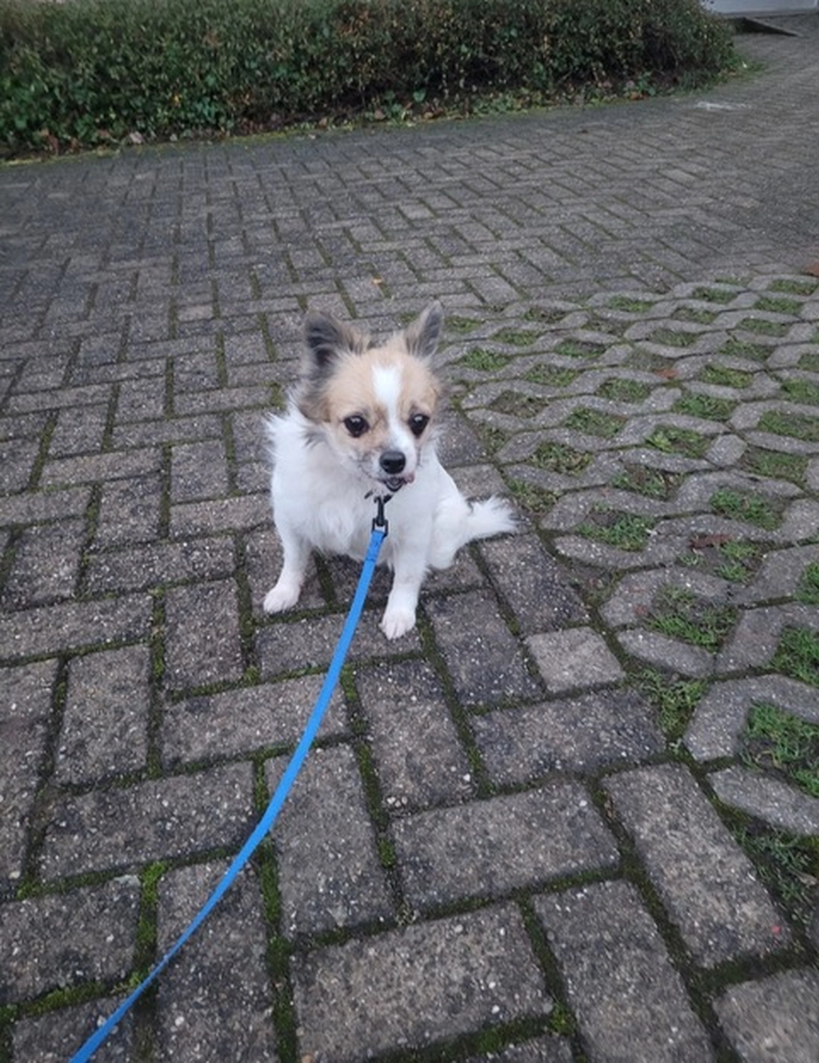 Hund von Tierschutzverein Pforzheim und Umgebung e.V