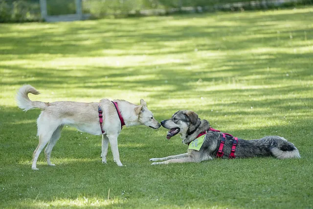 Hund von Tierschutzverein Pforzheim und Umgebung e.V