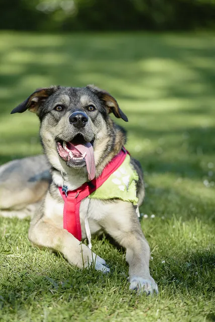 Hund von Tierschutzverein Pforzheim und Umgebung e.V