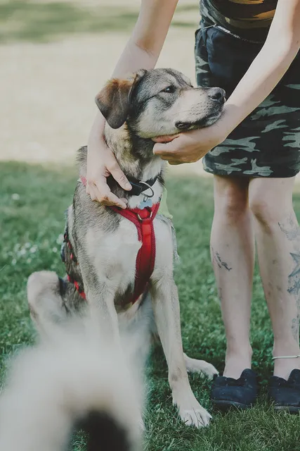 Hund von Tierschutzverein Pforzheim und Umgebung e.V