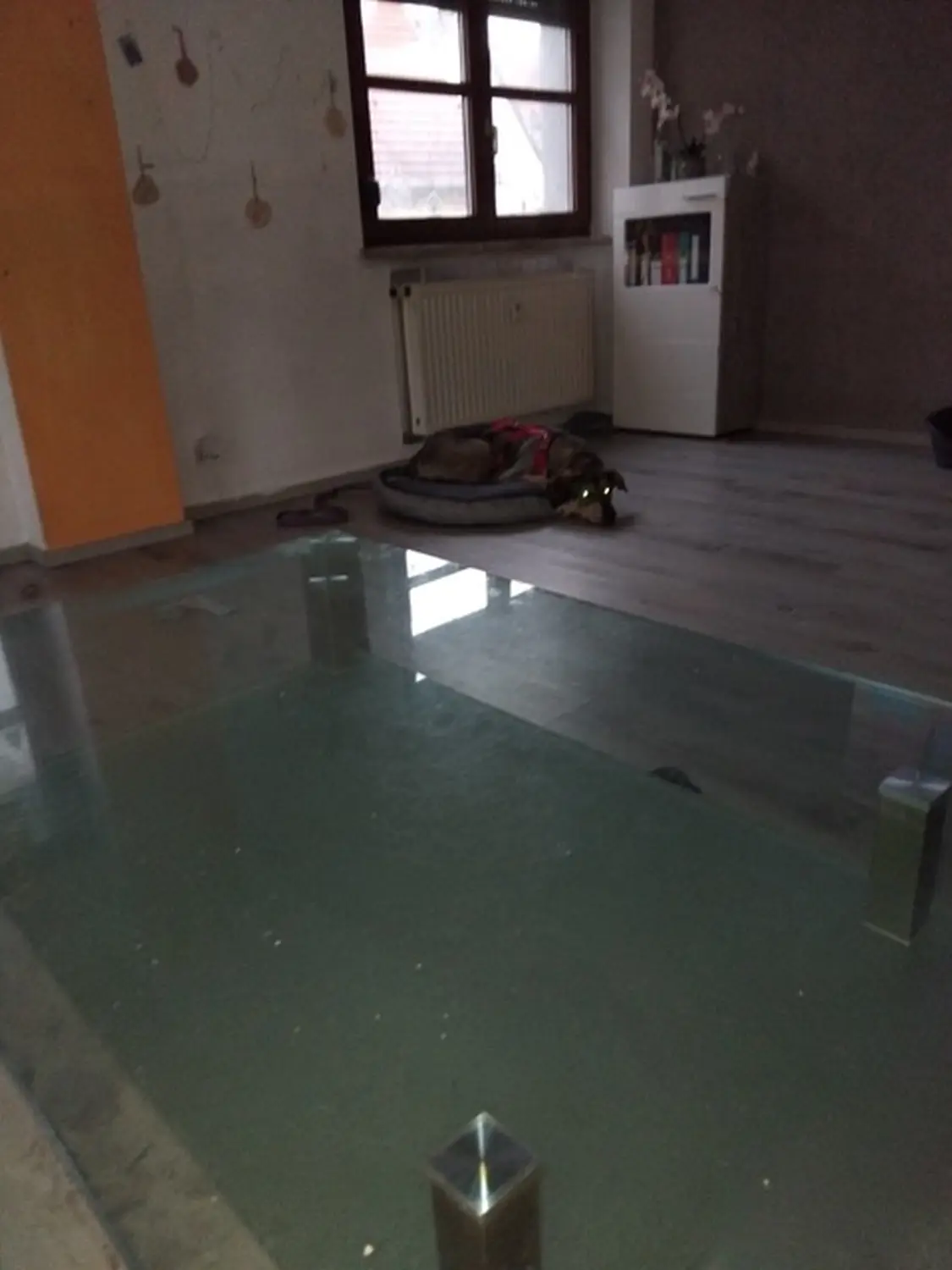 Hund von Tierschutzverein Pforzheim und Umgebung e.V