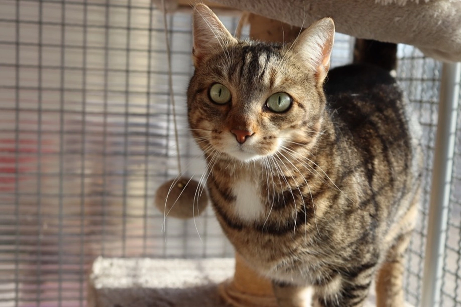 Katze von Tierschutzverein Pforzheim und Umgebung e.V