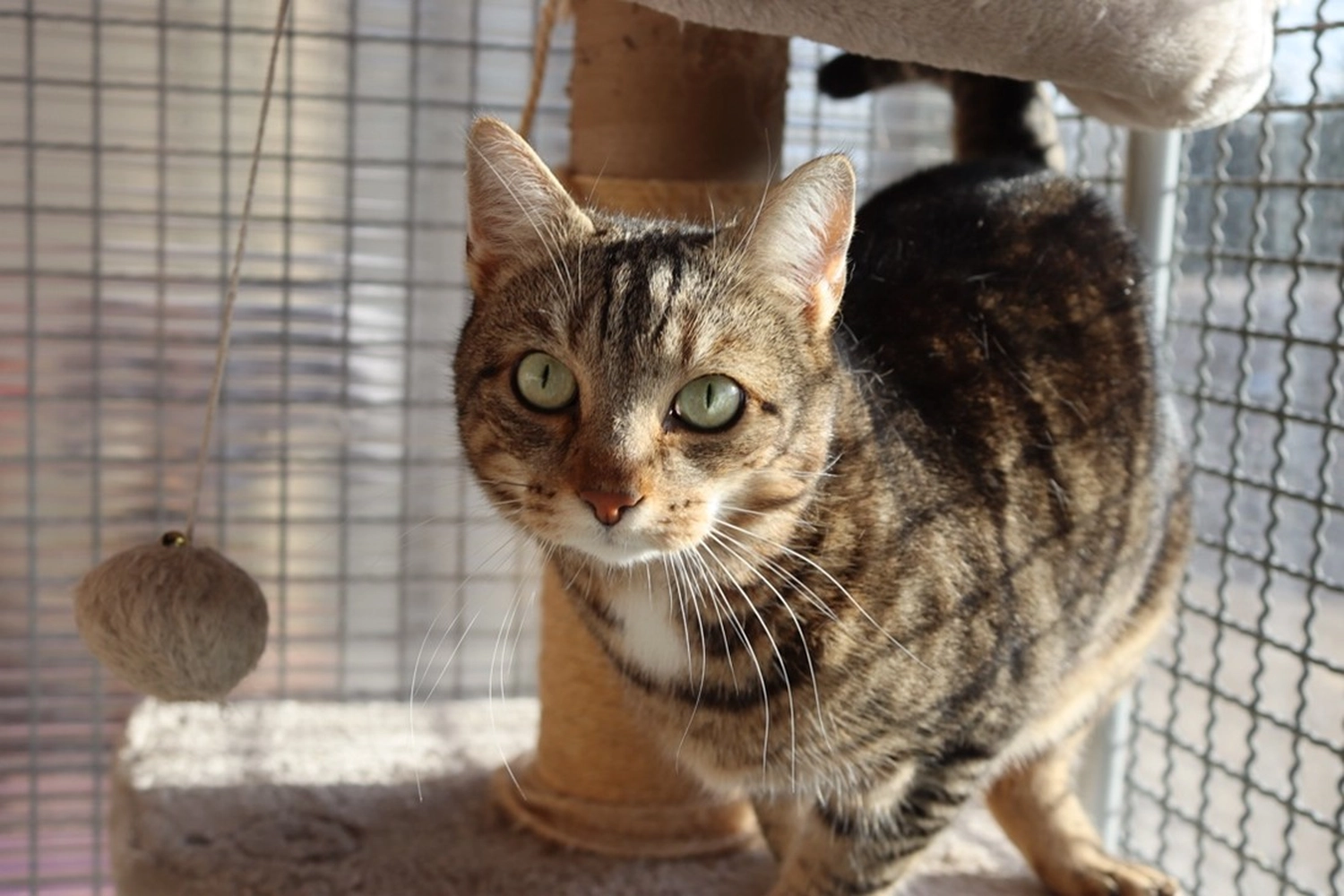 Katze von Tierschutzverein Pforzheim und Umgebung e.V