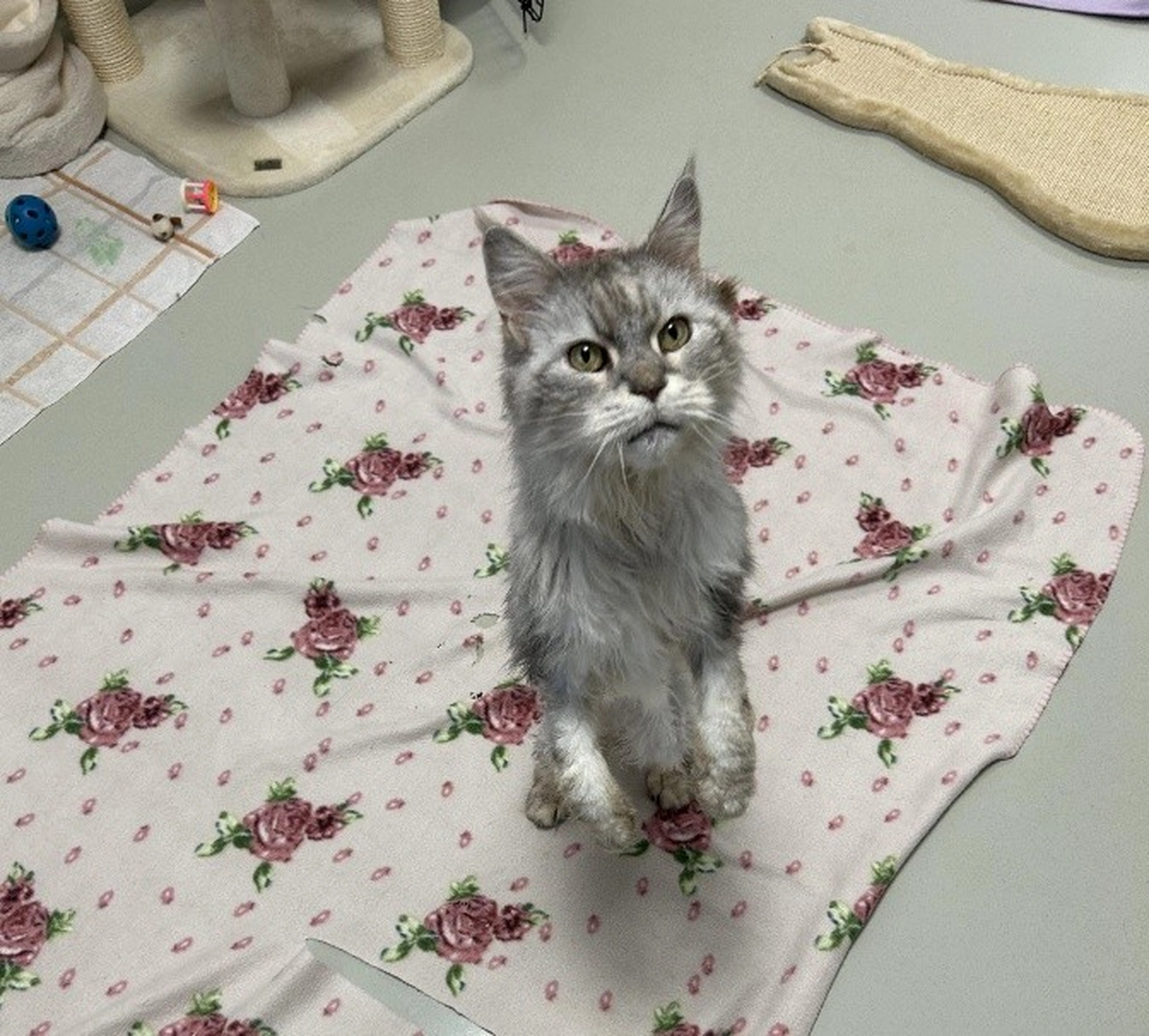 Hündinnen von Tierschutzverein Pforzheim und Umgebung e.V