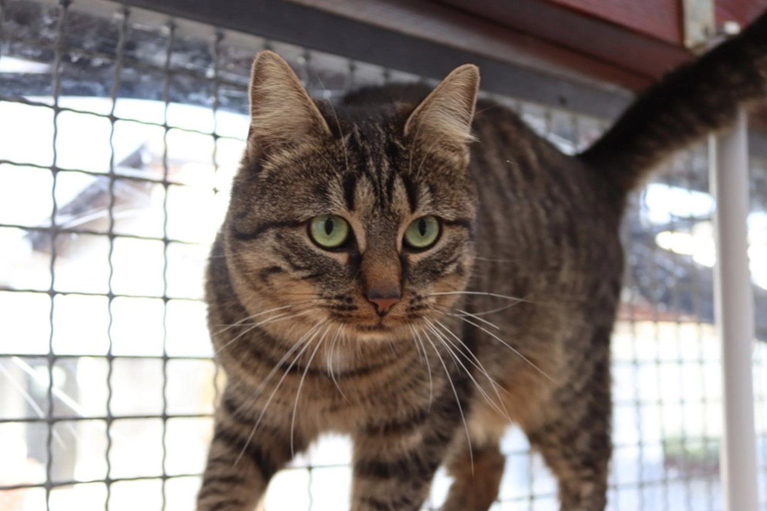 Hündinnen von Tierschutzverein Pforzheim und Umgebung e.V