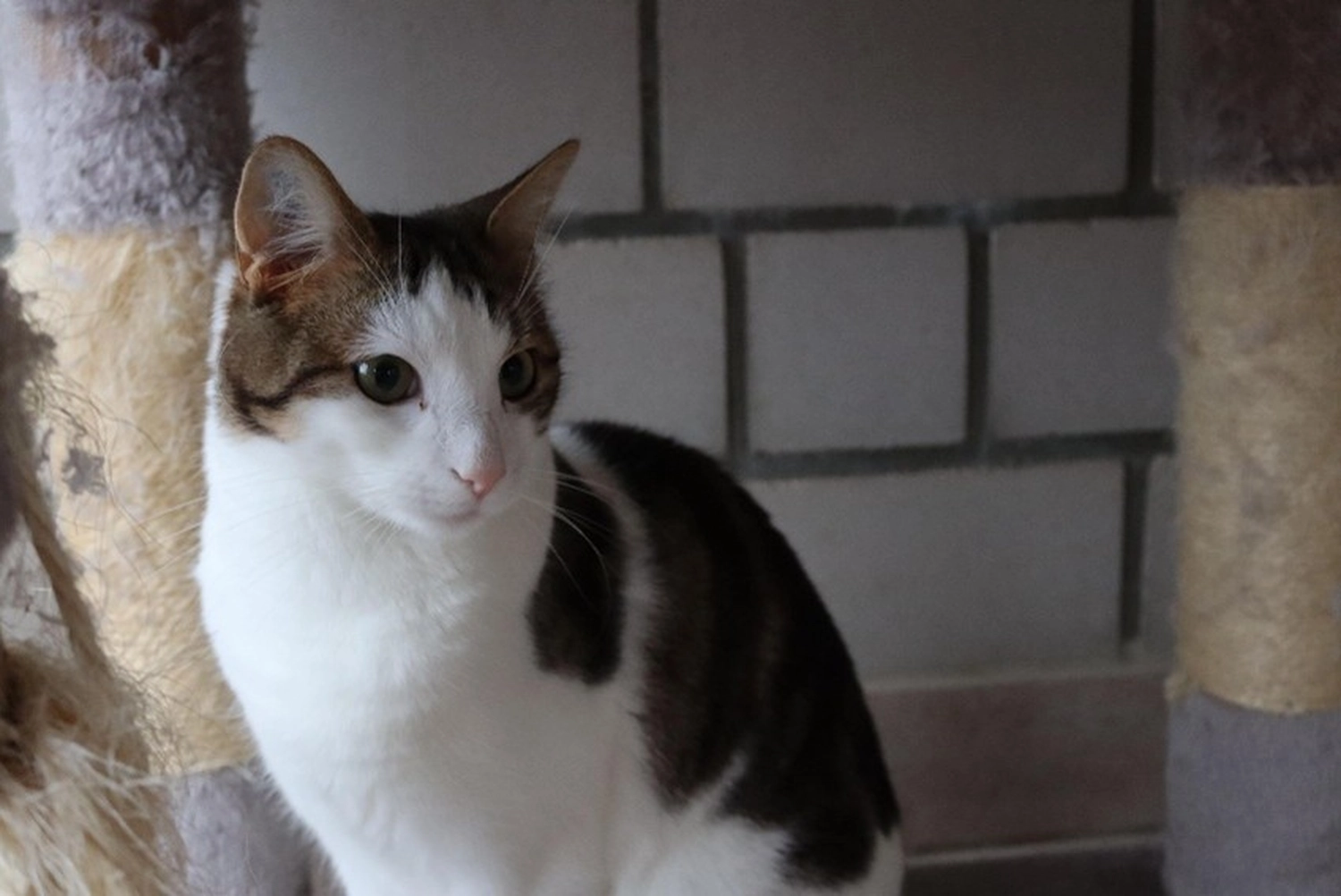 Katze von Tierschutzverein Pforzheim und Umgebung e.V