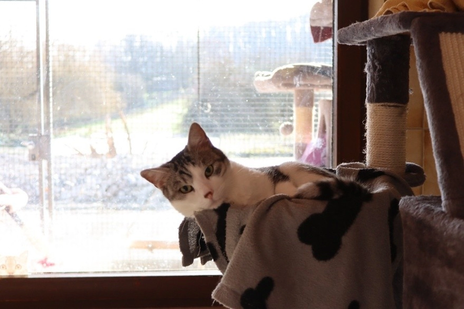 Katze von Tierschutzverein Pforzheim und Umgebung e.V