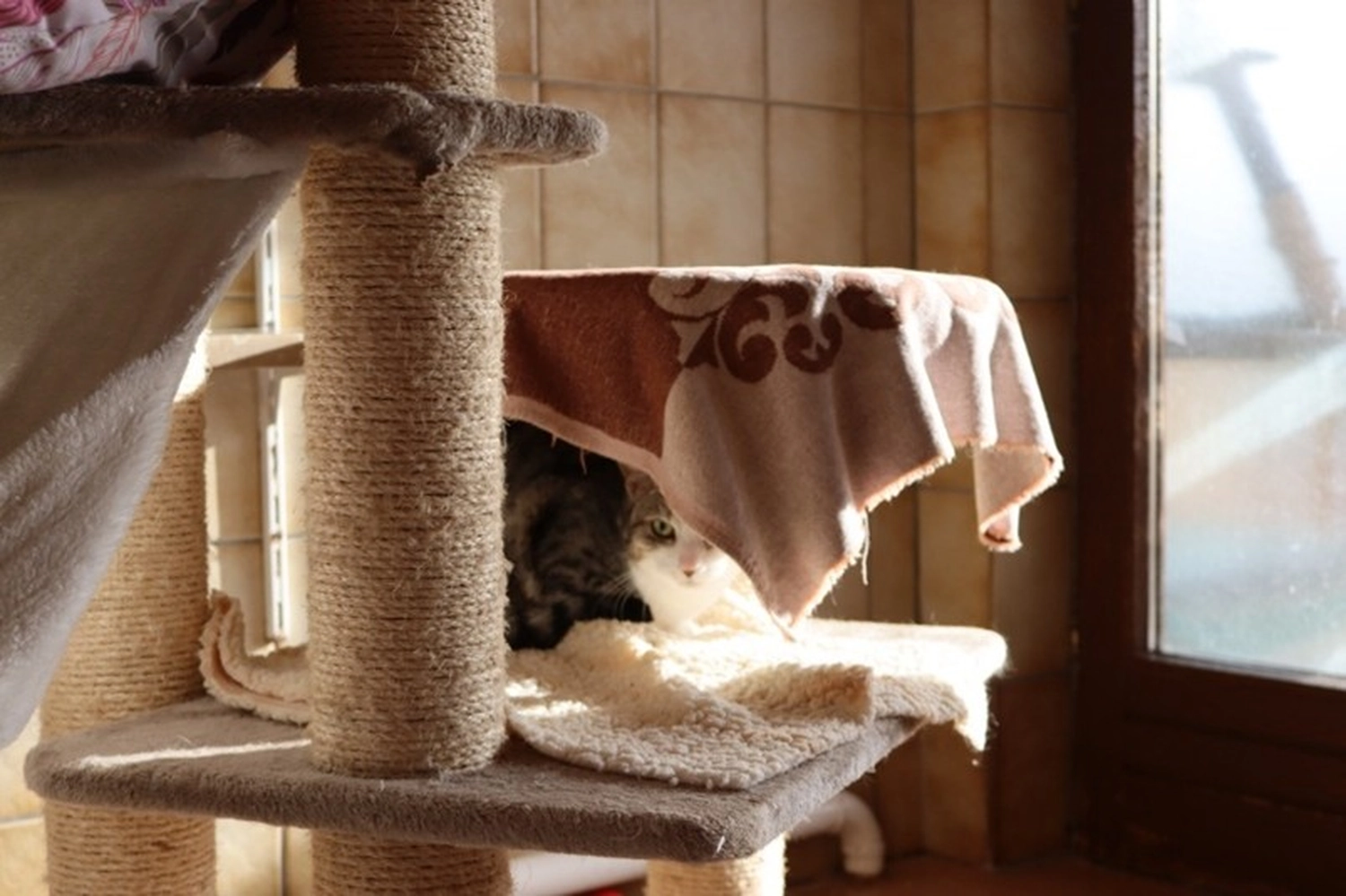 Katze von Tierschutzverein Pforzheim und Umgebung e.V